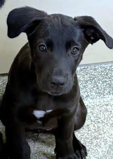 A baby small-sized female Labrador Retriever dog named Queen for adoption in Washington, DC