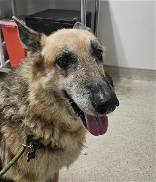 A senior large-sized female German Shepherd Dog dog named Alberta for adoption in Bakersfield, CA