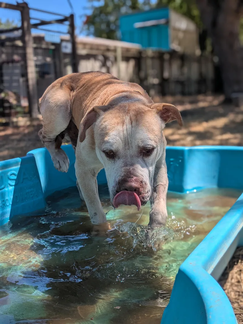 A senior large-sized male Yellow / Tan / Blond / Fawn Pit Bull Terrier dog named Turbo for adoption in Santa Rosa, CA