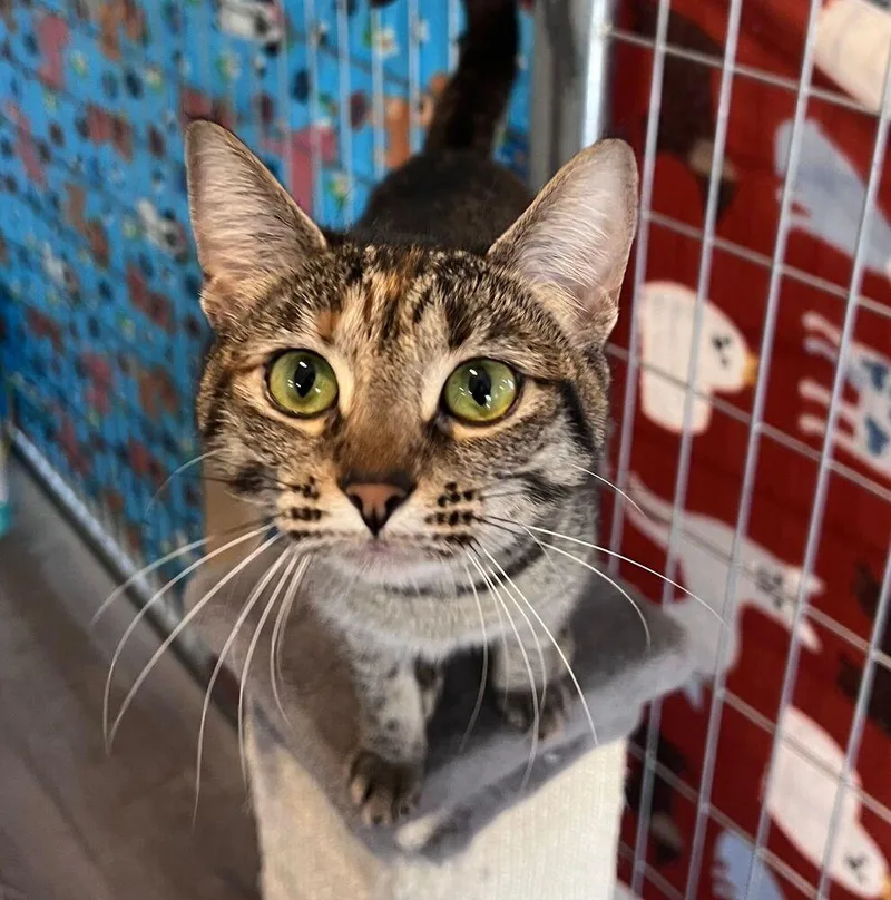 A young medium-sized female Gray / Blue / Silver Domestic Short Hair cat named Louise for adoption in McPherson, KS