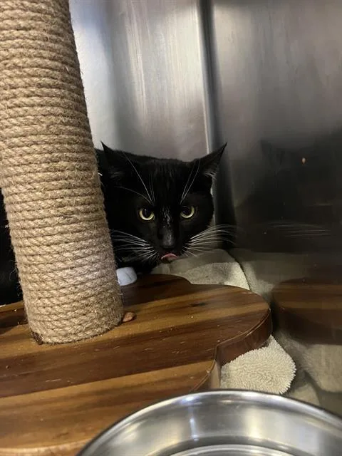 A young medium-sized male Domestic Short Hair cat named Hank for adoption in Brewster, MA
