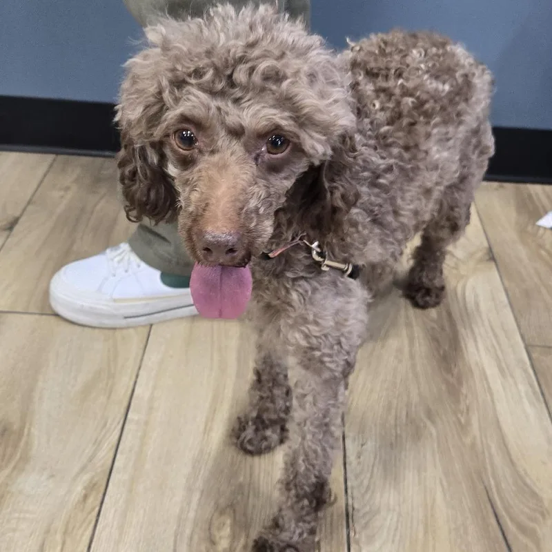 An adult small-sized female Brown / Chocolate Miniature Poodle dog named Fluf for adoption in Newark, NJ