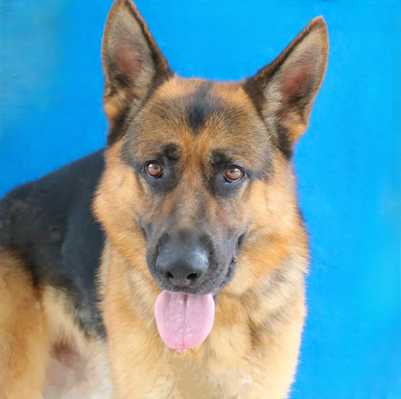 An adult large-sized male German Shepherd Dog dog named Cola for adoption in Pasadena, CA