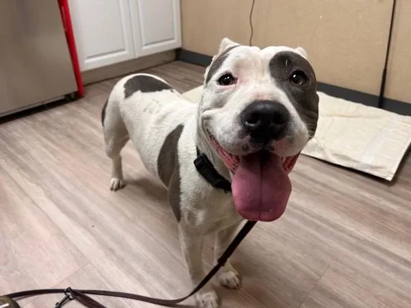 A young medium-sized female Pit Bull Terrier dog named Karol G for adoption in Oceanside, CA