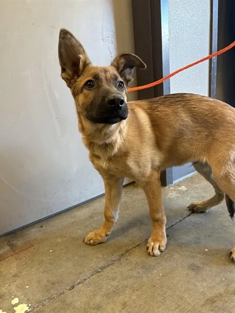 A baby medium-sized male German Shepherd Dog dog named Thorin for adoption in Ontario, CA