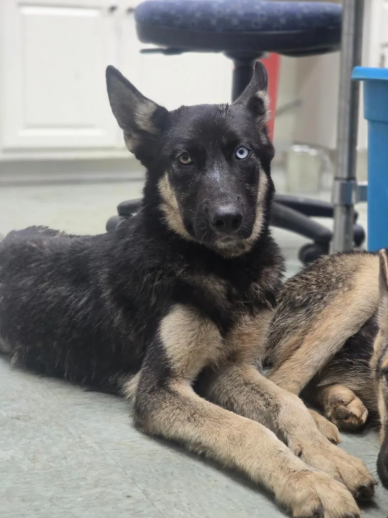 A baby medium-sized male German Shepherd Dog dog named Smokey for adoption in Danielsville, GA