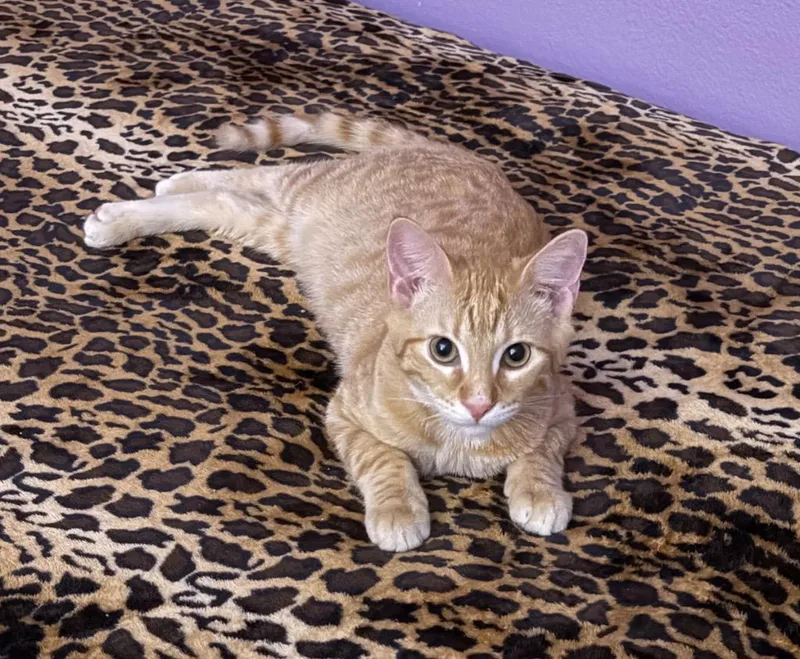 A baby medium-sized male Tabby cat named Alex for adoption in San Antonio, TX