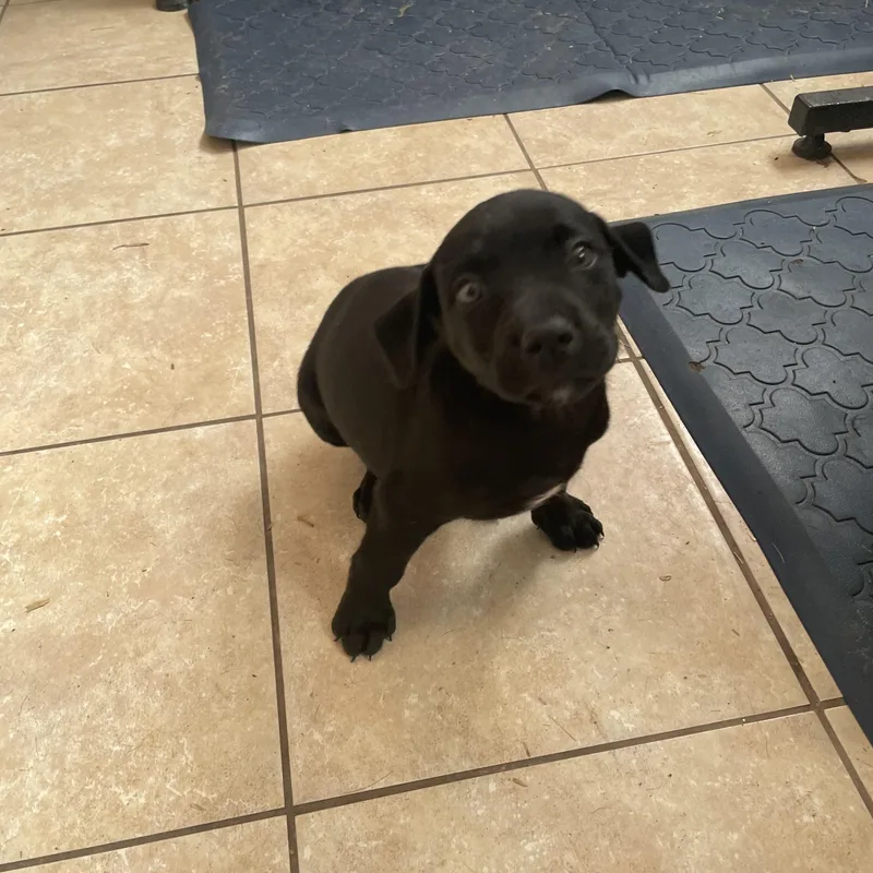 Houston Huzzah thumbnail 2