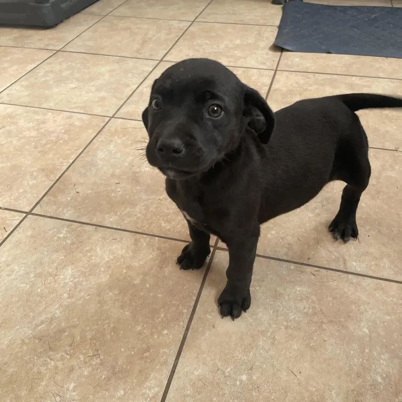 Houston Huzzah thumbnail 3