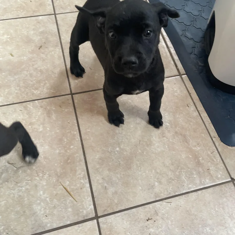 Houston Huzzah thumbnail 4