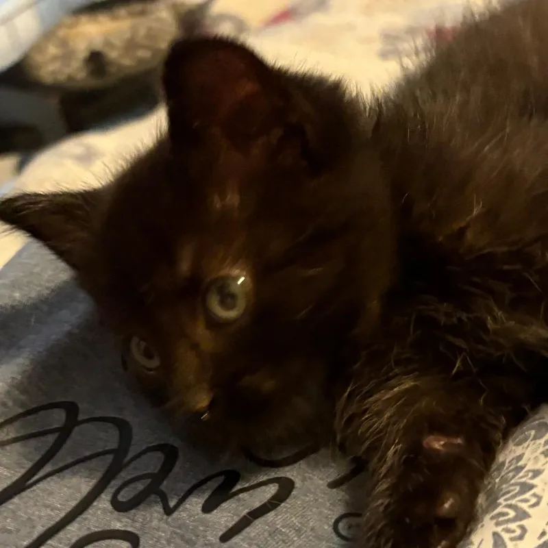 A young medium-sized male Domestic Medium Hair cat named Pebble for adoption in Crookston, MN