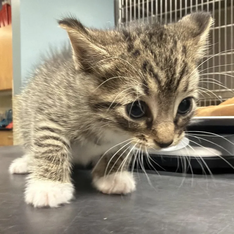 A baby small-sized male Buff / Tan / Fawn Domestic Short Hair cat named Crew Cut for adoption in Chattanooga, TN