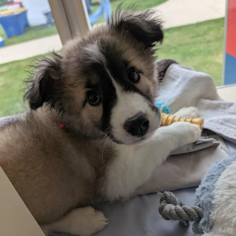 A baby large-sized female Yellow / Tan / Blond / Fawn Mixed Breed dog named Rainbow for adoption in Leander, TX