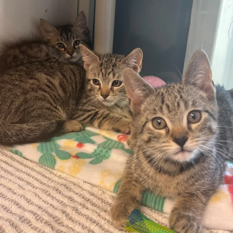 A baby small-sized male Brown / Chocolate Domestic Short Hair cat named Osprey for adoption in East Hanover, NJ