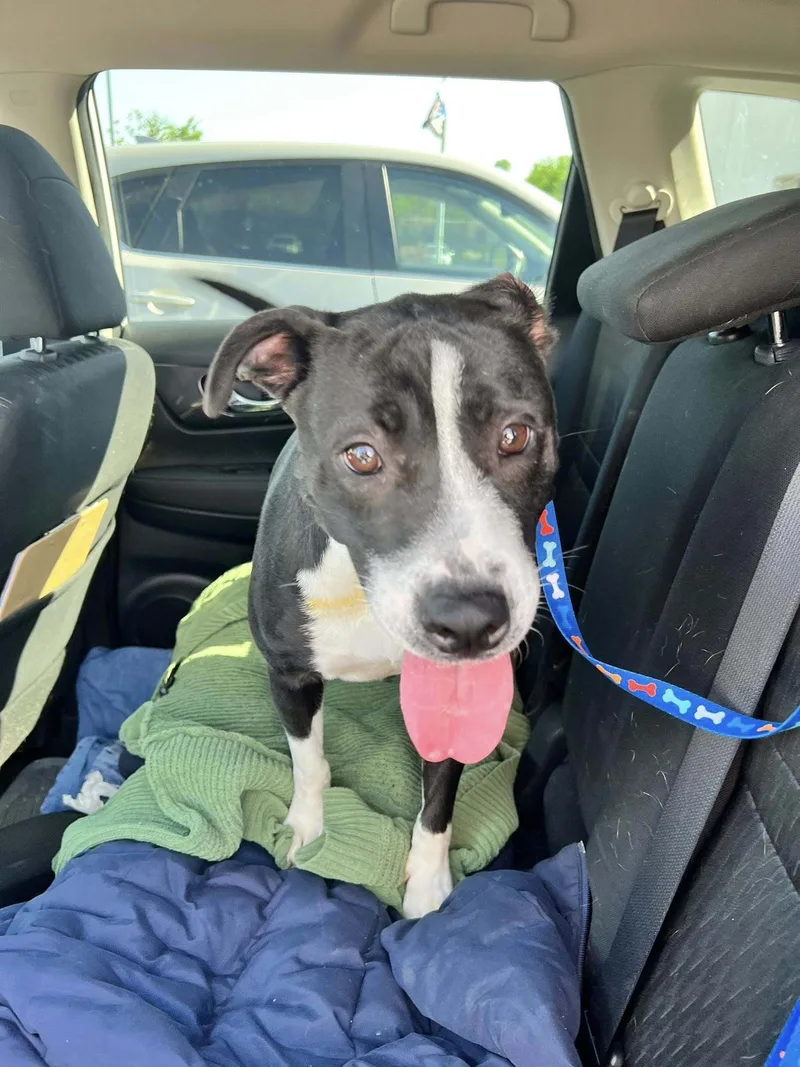 A young medium-sized female Terrier dog named Aubrey for adoption in Shreveport, LA