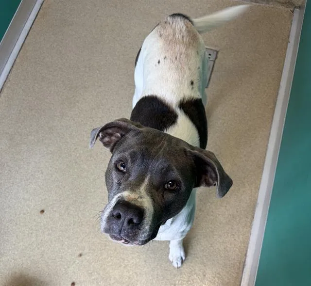 An adult large-sized female Mixed Breed dog named Maggie for adoption in Newton, NC