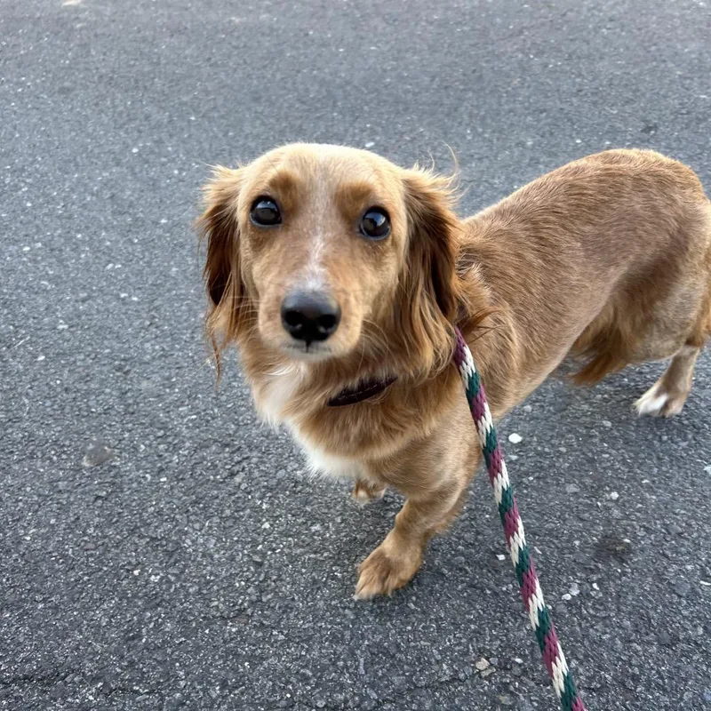 A baby small-sized female Yellow / Tan / Blond / Fawn Dachshund dog named Lydia for adoption in Birdsboro, PA