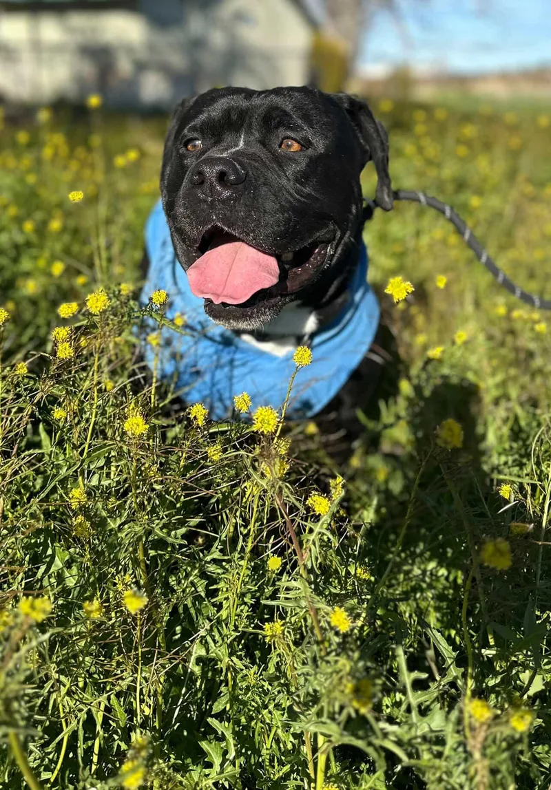A young medium-sized male Boxer dog named Seeker for adoption in santa monica, CA
