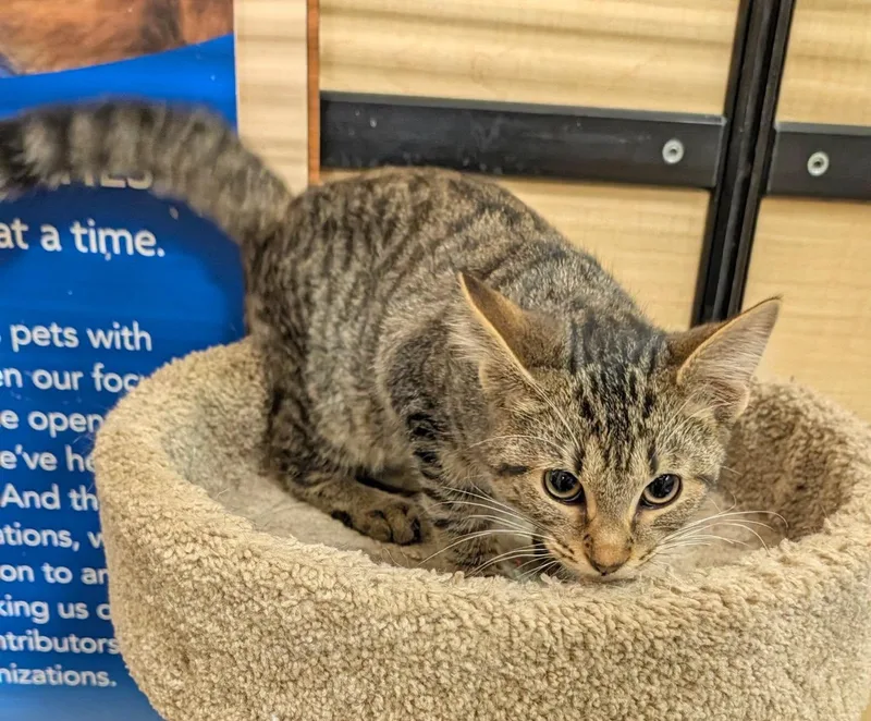 A baby medium-sized male Tabby cat named Indigo for adoption in Farmland, IN