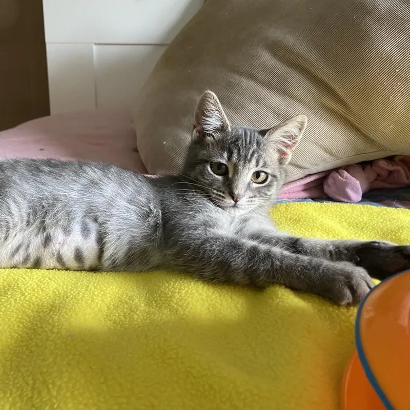 A baby small-sized female Gray / Blue / Silver Domestic Medium Hair cat named Chee for adoption in Santa Rosa, CA