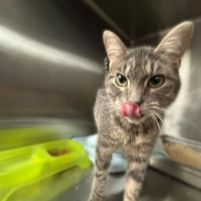 Hisses Get Kisses thumbnail 2