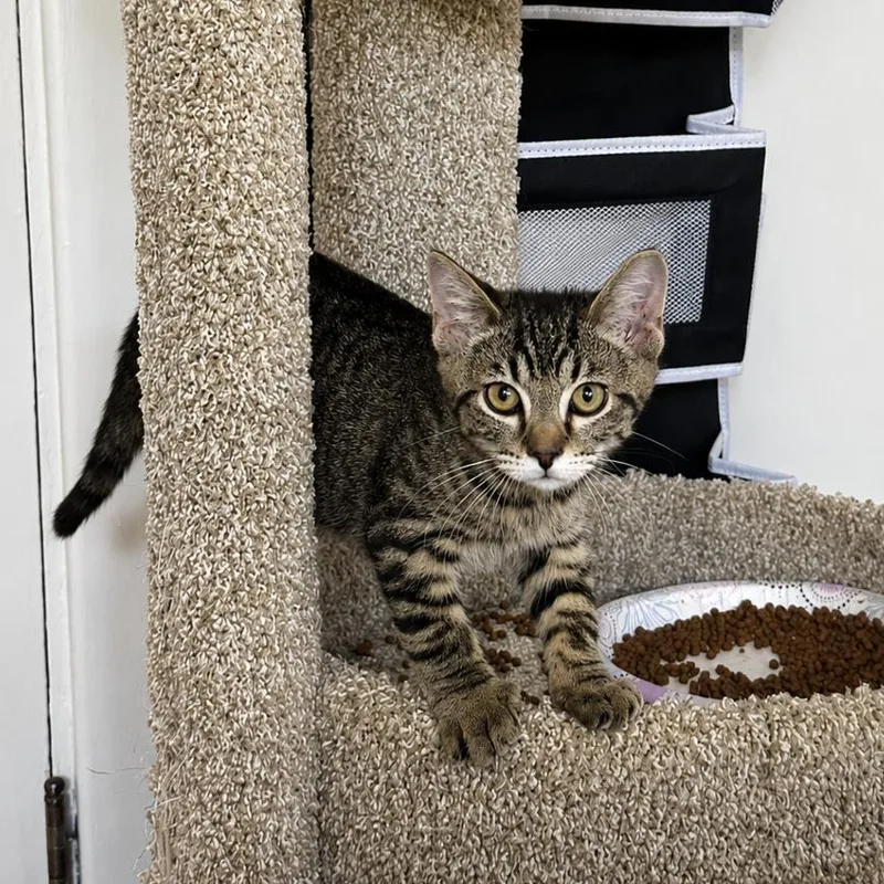 A baby small-sized male Domestic Short Hair cat named Pico for adoption in Gibsonia, PA