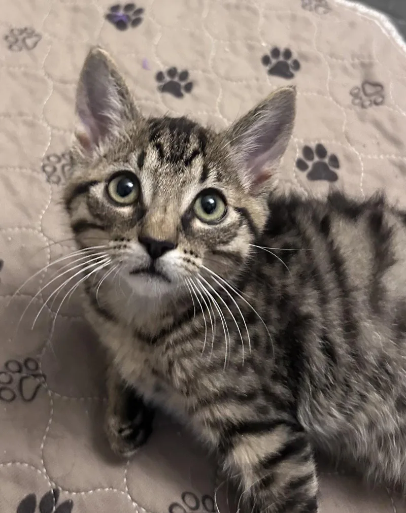 A baby medium-sized male Domestic Short Hair cat named Noa for adoption in Colorado Springs, CO