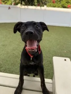 A baby small-sized female Mixed Breed dog named Riva for adoption in Savannah, GA