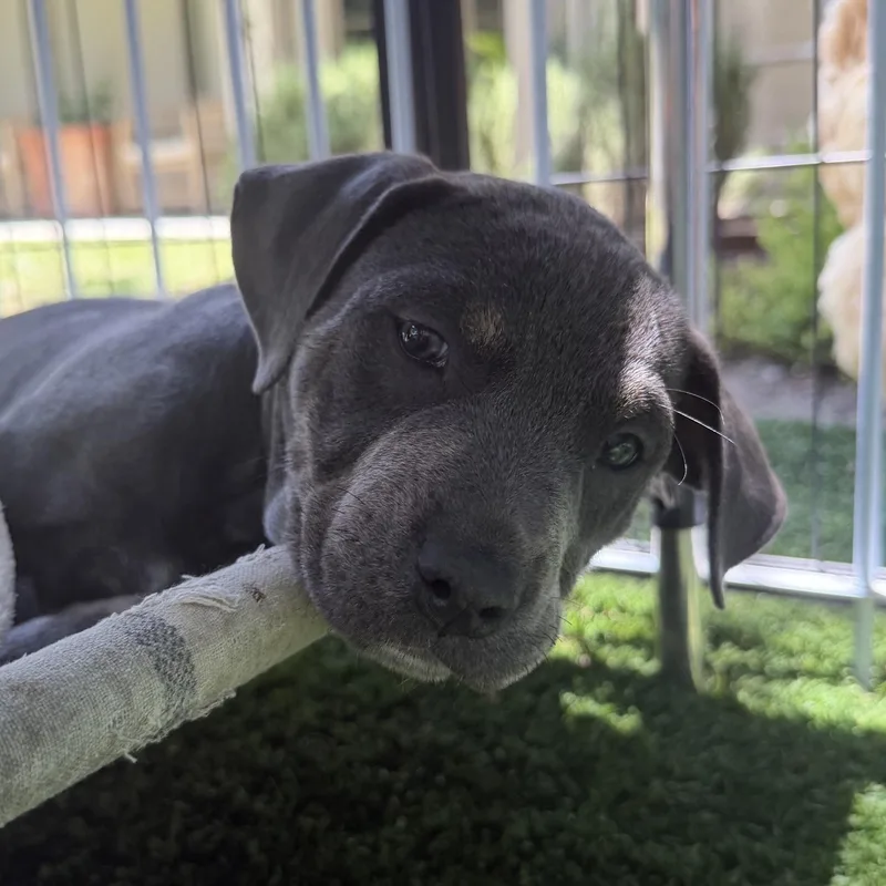 A baby medium-sized male Pit Bull Terrier dog named Brunson for adoption in Burbank, CA
