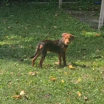 Brownie