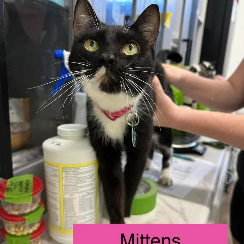 A baby small-sized female Black Domestic Short Hair cat named Mittens for adoption in Tampa, FL