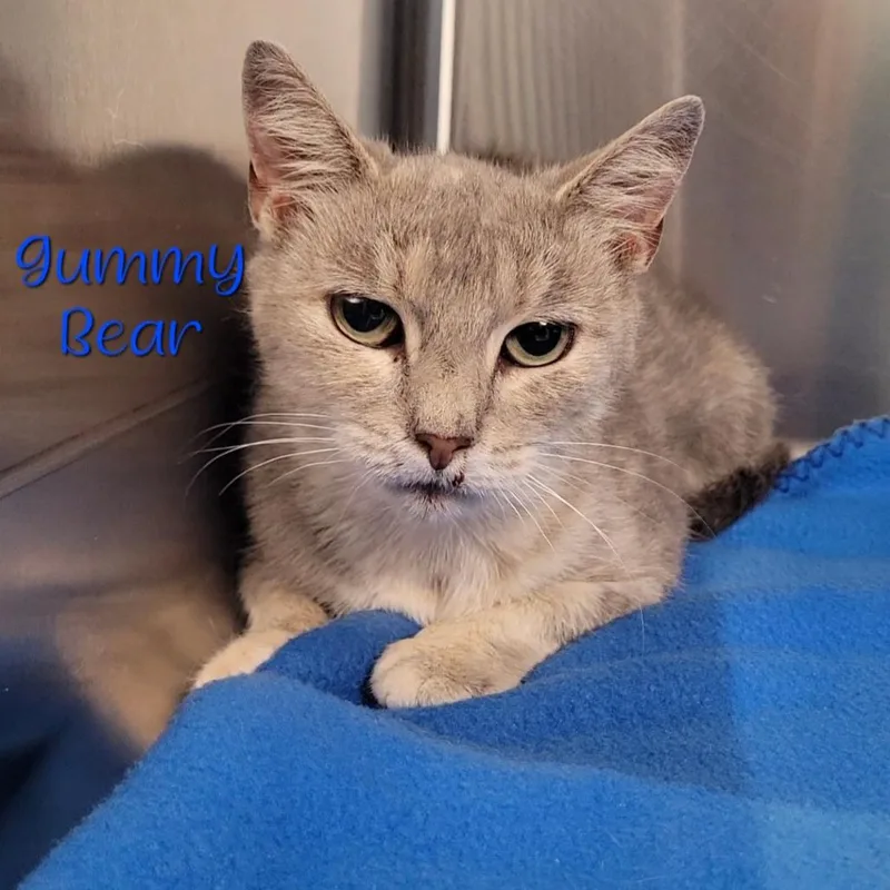 A senior medium-sized female Torbie Domestic Short Hair cat named Gummy Bear for adoption in Parkersburg, WV