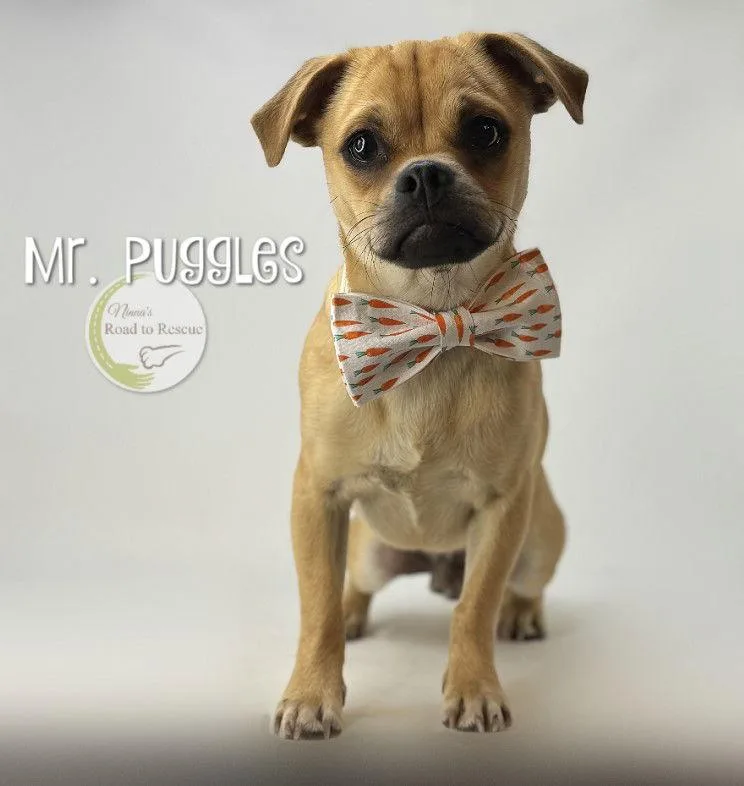 Mr. Puggles
