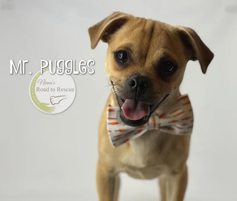 Mr. Puggles thumbnail 2