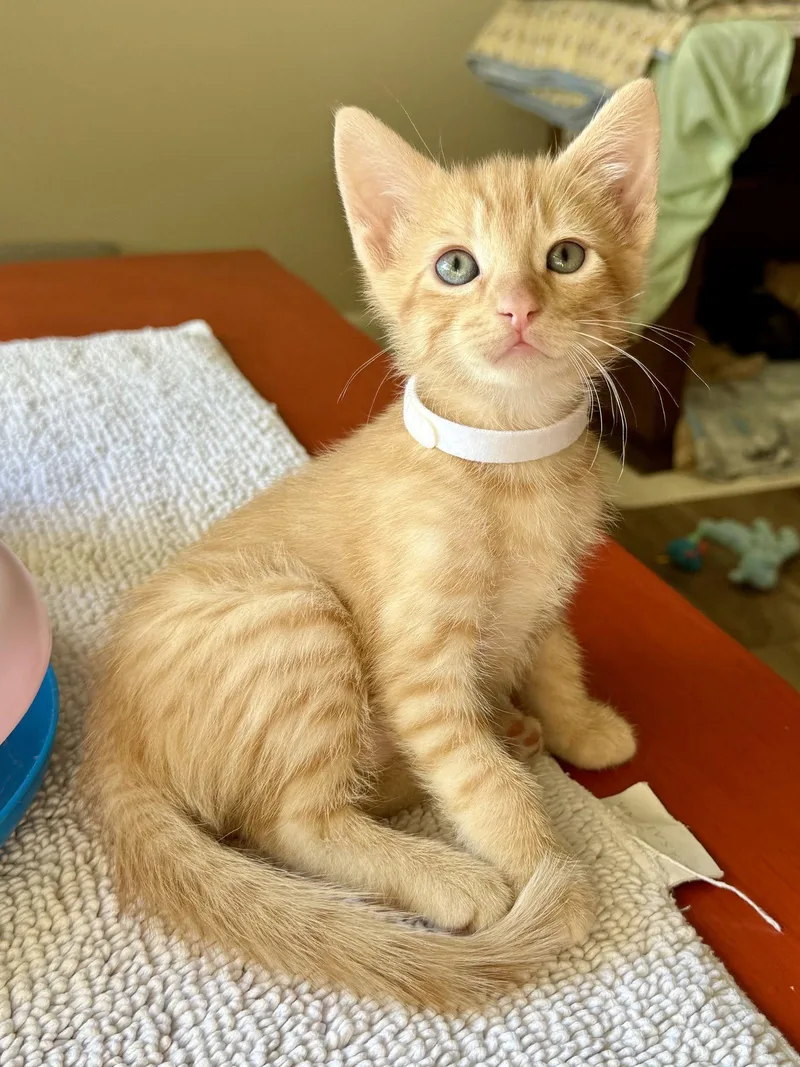 A baby small-sized male Domestic Short Hair cat named Roux for adoption in Texarkana, TX