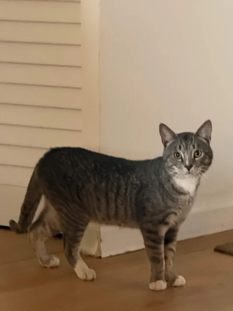 An adult medium-sized male Tabby (Gray / Blue / Silver) Domestic Short Hair cat named Mr. Lorenzo for adoption in Weehawken, NJ