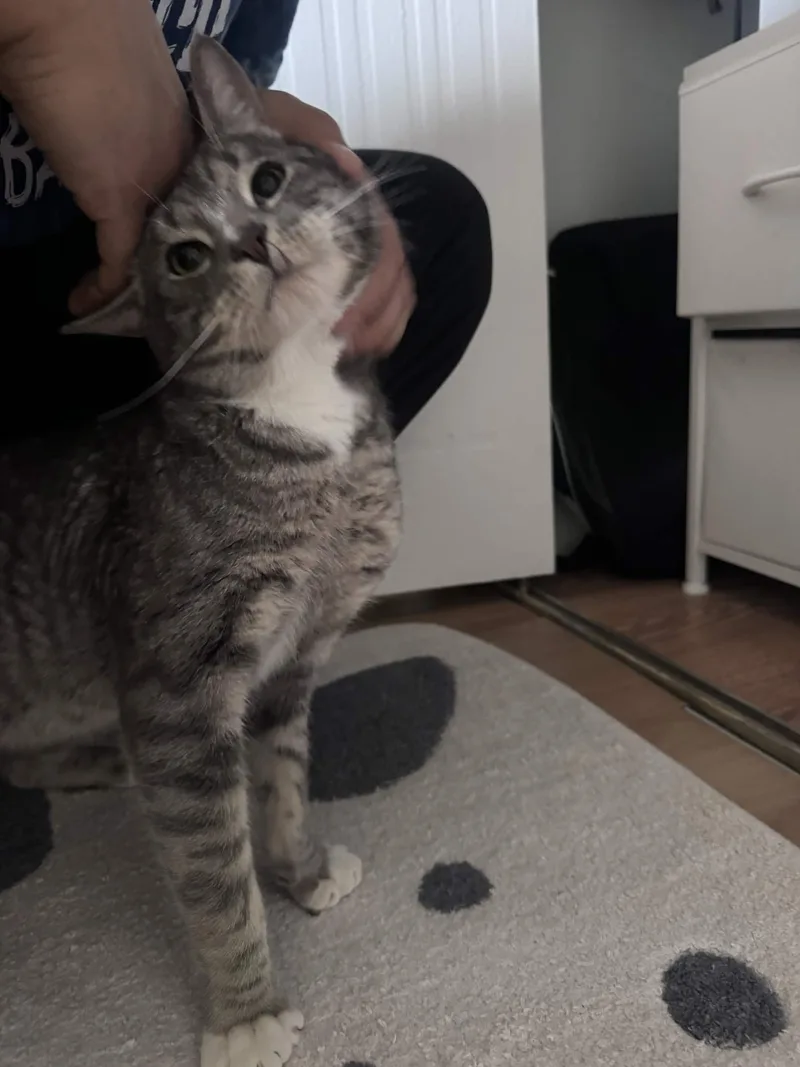 Mr. Lorenzo thumbnail 5
