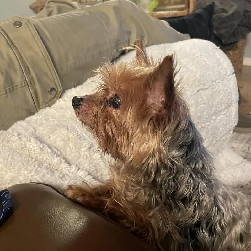 Mister Prince thumbnail 3