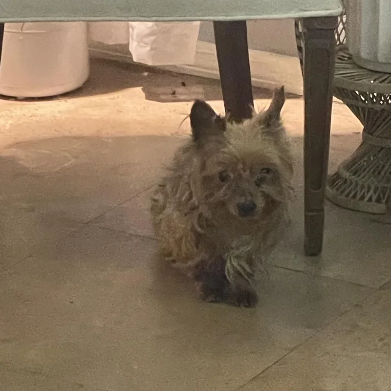 Mister Prince thumbnail 6