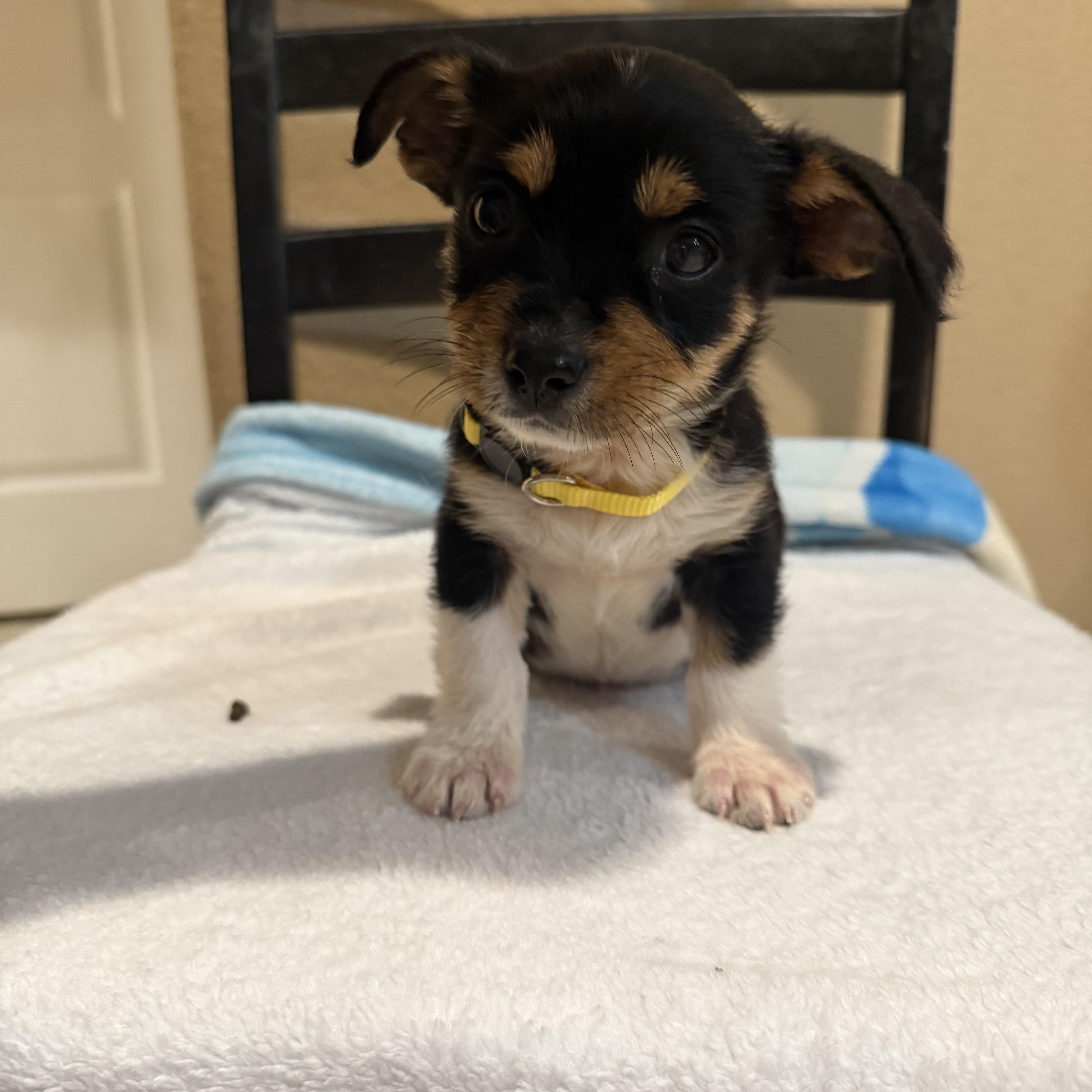 A baby small-sized male Tricolor (Brown, Black, & White) Chihuahua dog named Flounder for adoption in Brentwood, CA