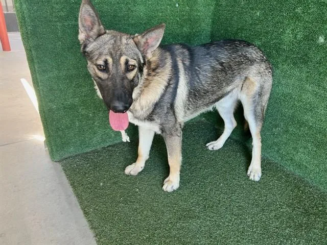 A young large-sized male German Shepherd Dog dog named A for adoption in Lancaster, CA