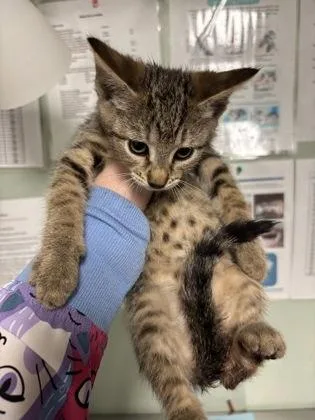 A baby medium-sized female Domestic Short Hair cat named Lays for adoption in Picayune, MS