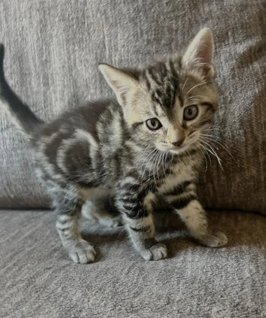 A baby small-sized female Domestic Short Hair cat named Pony for adoption in Sacramento, CA