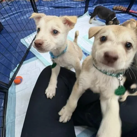 A baby small-sized male White / Cream Mixed Breed dog named Togo for adoption in Buffalo, MN
