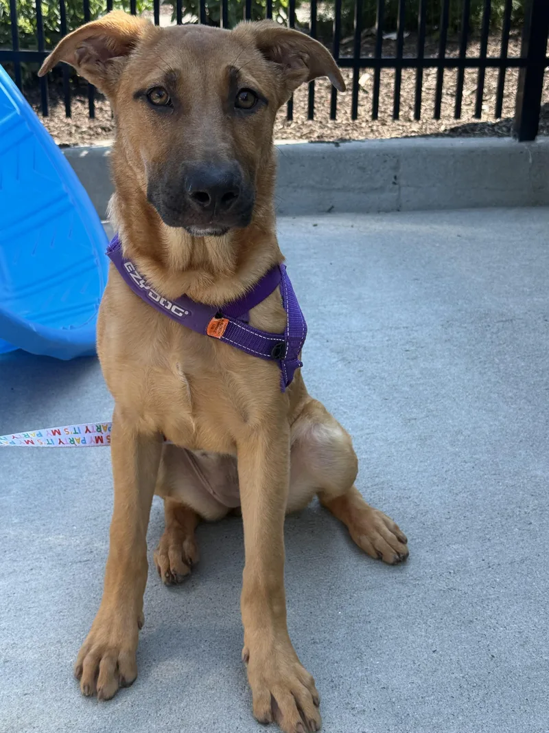 A baby medium-sized female Apricot / Beige German Shepherd Dog dog named Bailey for adoption in Milford, CT