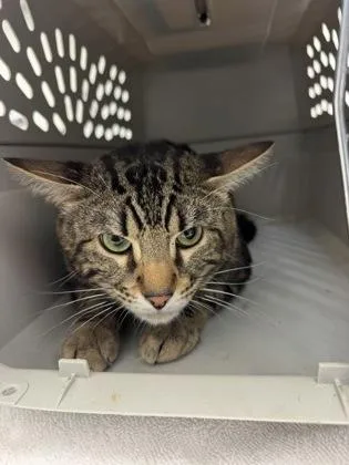 An adult large-sized male Domestic Short Hair cat named Darcy for adoption in Seattle, WA