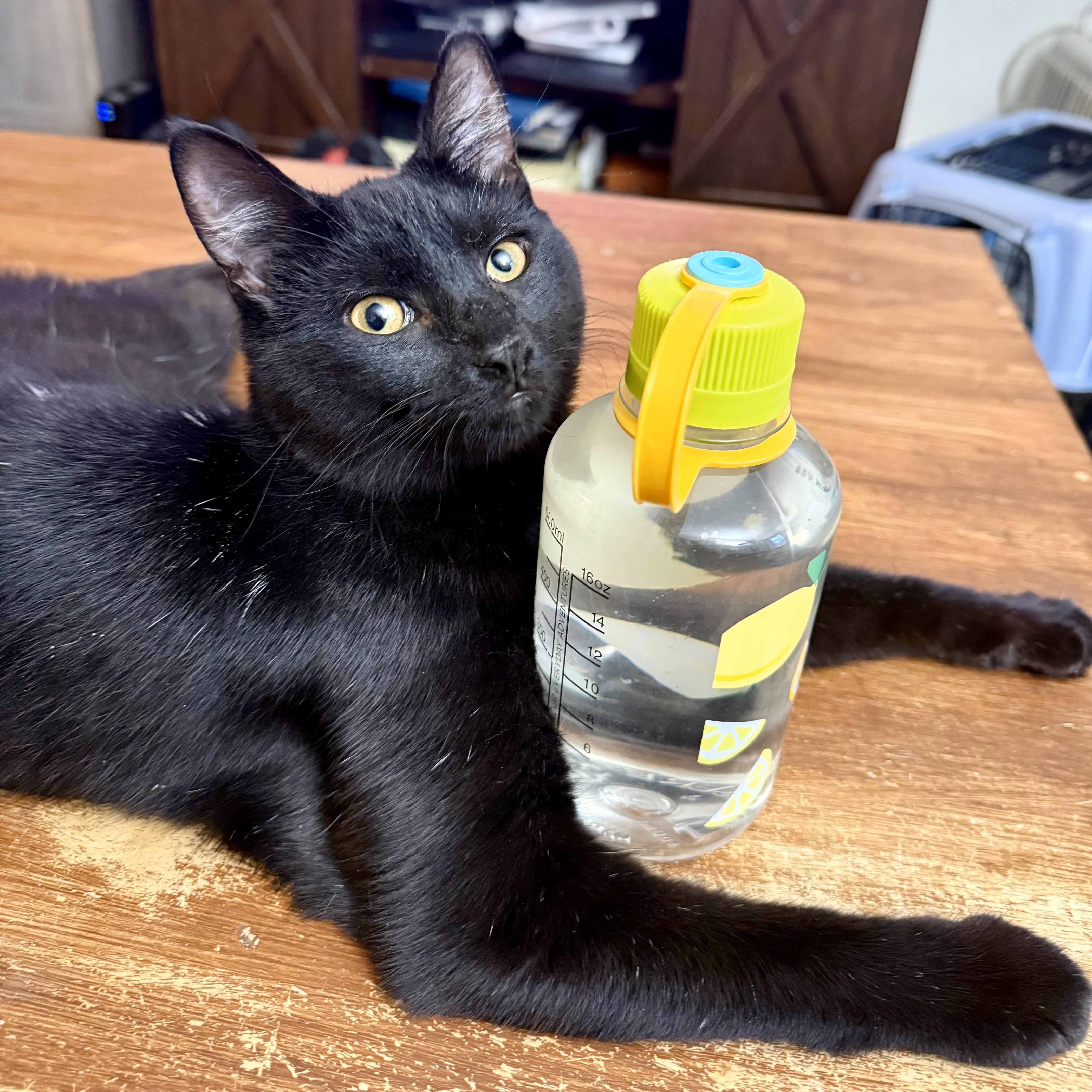 Dusk Playful Beautiful