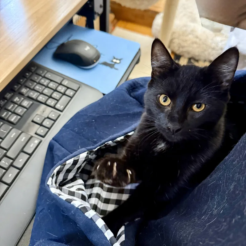 Dusk  Playful Beautiful thumbnail 2