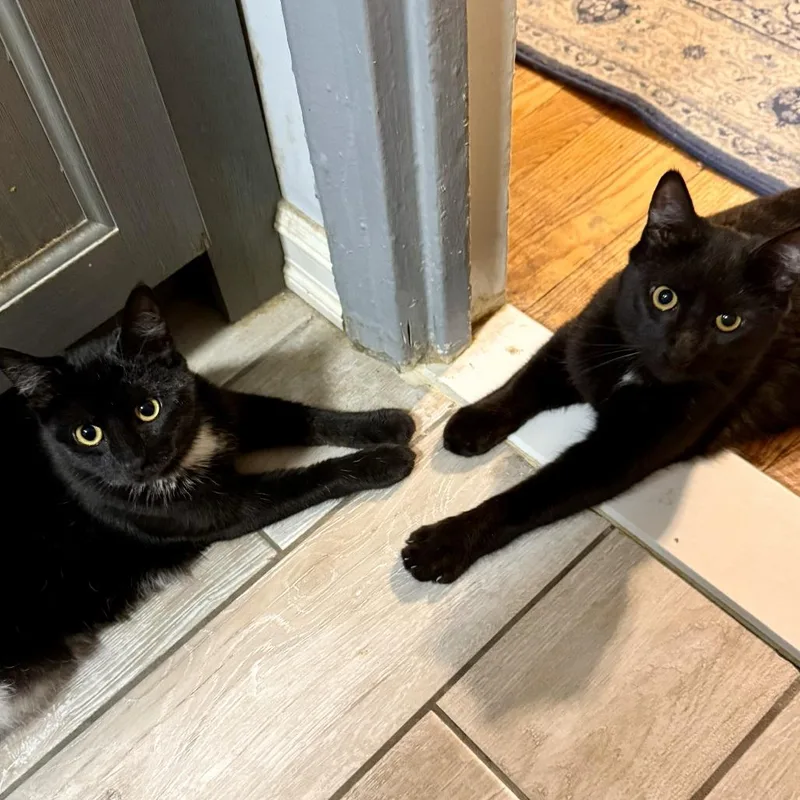 Dusk  Playful Beautiful thumbnail 3