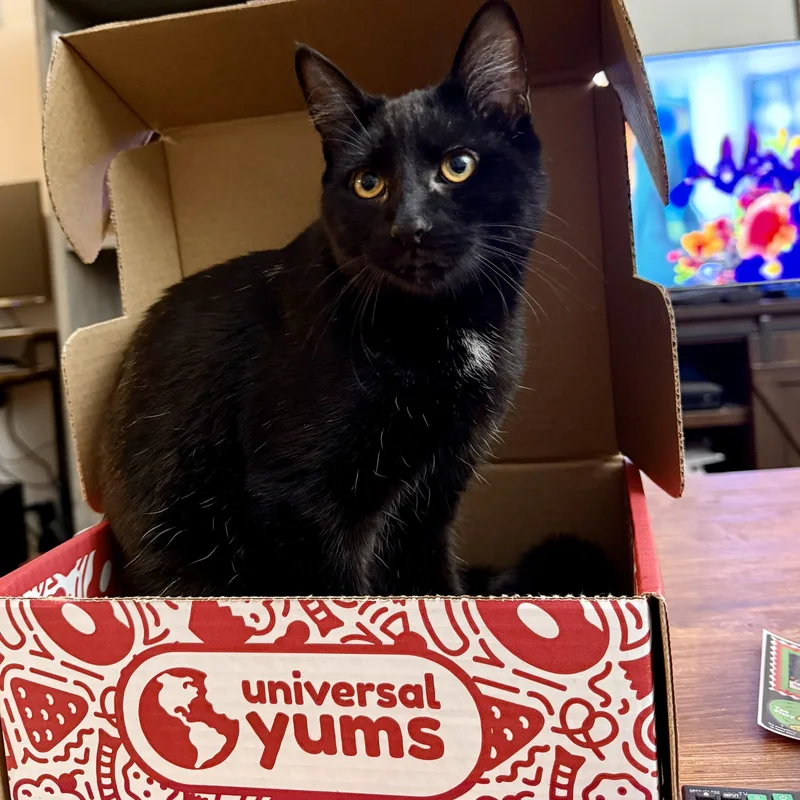 Dusk  Playful Beautiful thumbnail 4